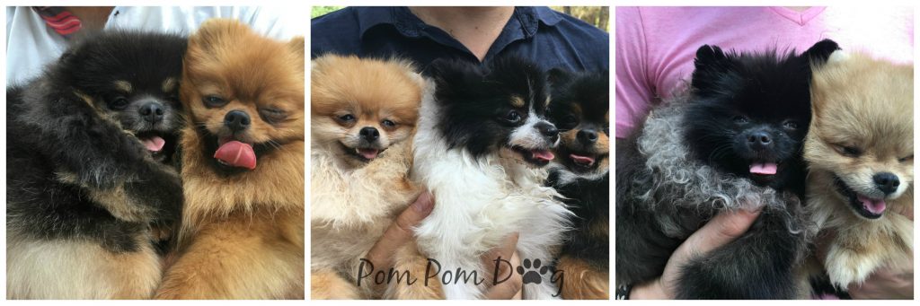 Collage_Poms_Meeting_July16